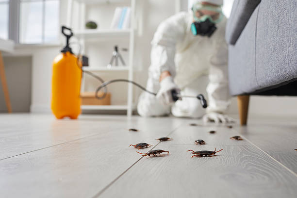Trusted Termite Control service in Totowa, NJ - Nex Pest Control